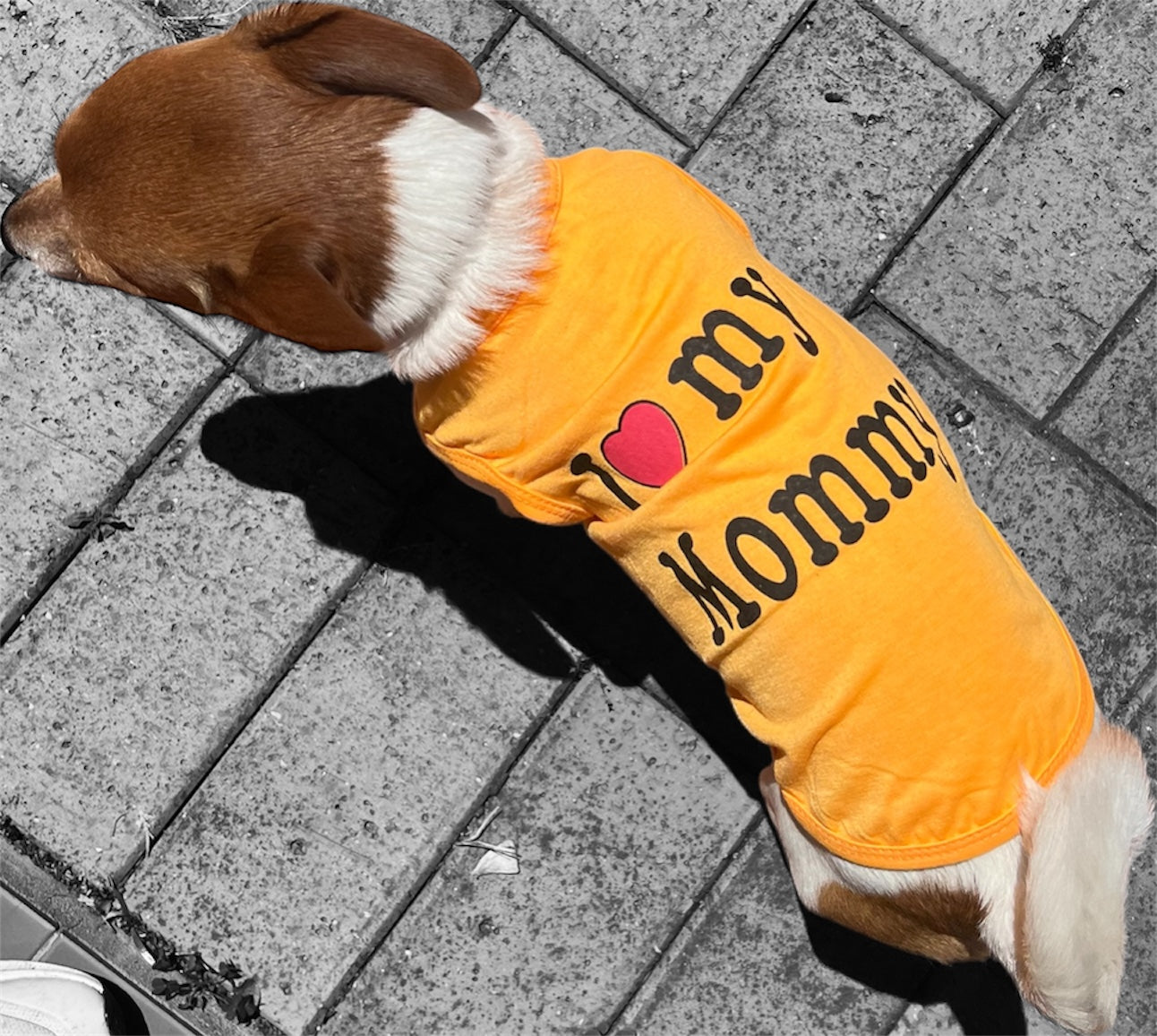 Summer Dog Clothes with Funny Text