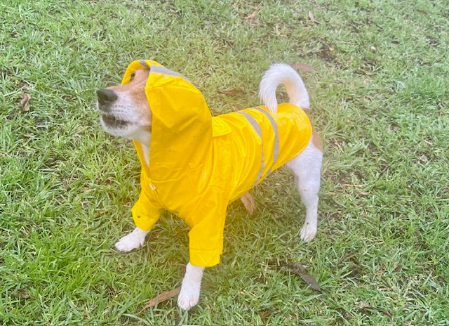 Yellow raincoat