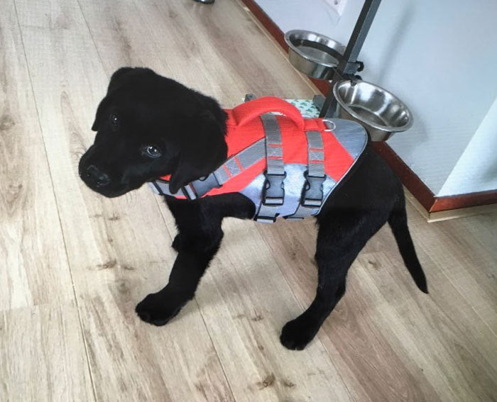 Dog Life Jacket